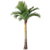 Palm